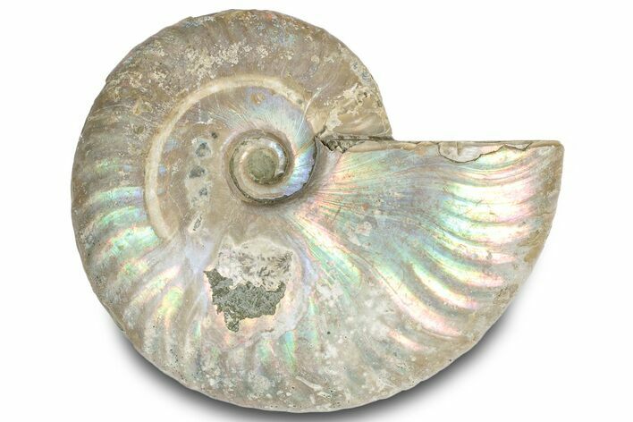 Silver Iridescent Ammonite (Cleoniceras) Fossil - Madagascar #317602